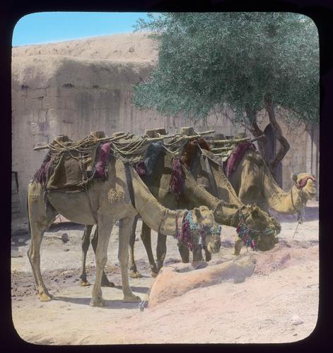 Camels in a khan in old Damascus