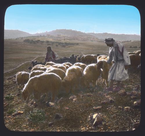 Flocks on the shepherds fields. Evening scene with Bethlehem in the distance
