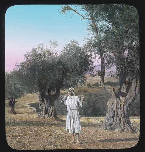 Olive grove in the Valley of Jehoshaphat