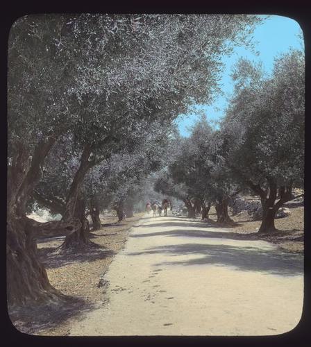 Avenue of olive trees