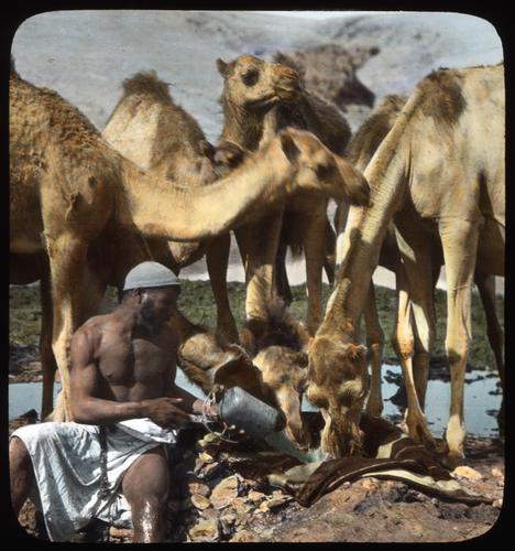 Wadi Shria. Watering camels in an "Aba": Bedouin outer garment