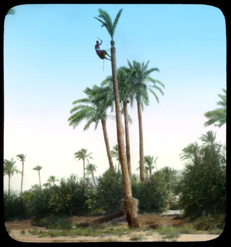 Trimming Palms near Haifa.