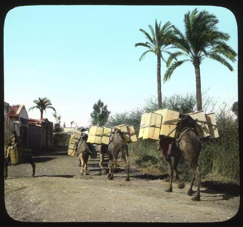Camels carrying Boxes of Oranges to the Port.